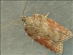 1041 (49.069) Acleris sparsana